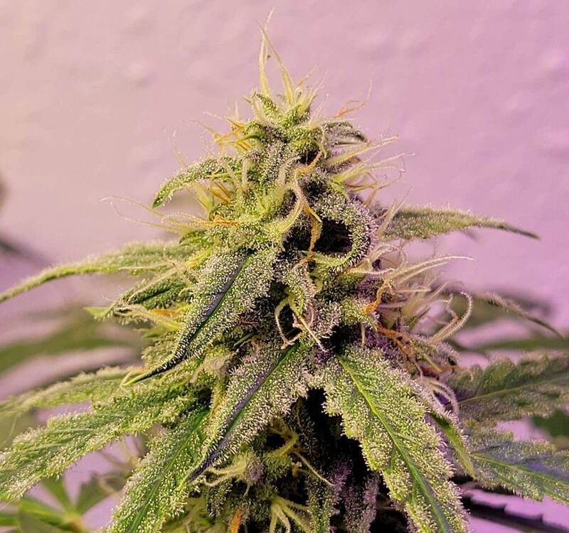 Lilac Diesel Auto RBX2, Фасовка: 6, изображение 2